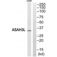 Western blot analysis of extracts from COS7 cells, using ASAH3L antibody #34404.