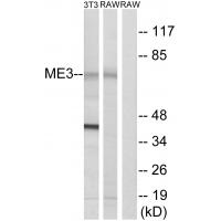 Western blot analysis of extracts from 3T3 cells and RAW264.7 cells, using ME3 antibody #34843.