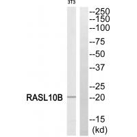 Western blot analysis of extracts from 3T3 cells, using RASL10B antibody #34964.