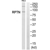 Western blot analysis of extracts from HeLa cells, using RPTN antibody #34984.