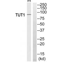 Western blot analysis of extracts from 3T3 cells, using TUT1 antiobdy #35114.