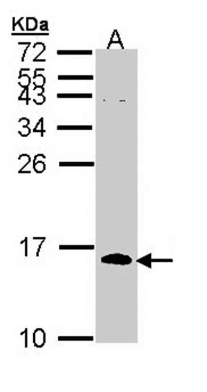 Sample (30 ug of whole cell lysate) A: H1299 15% SDS PAGE Primary antibody diluted at 1: 1000