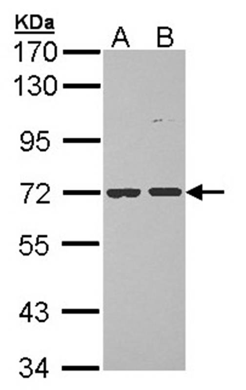 Sample (30 ug of whole cell lysate) A: Hela B: Hep G2 7.5% SDS PAGE Primary antibody diluted at 1: 1000