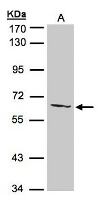 Sample(30 ug of whole cell lysate)A: 293T7.5% SDS PAGEPrimary antibody diluted at 1: 500