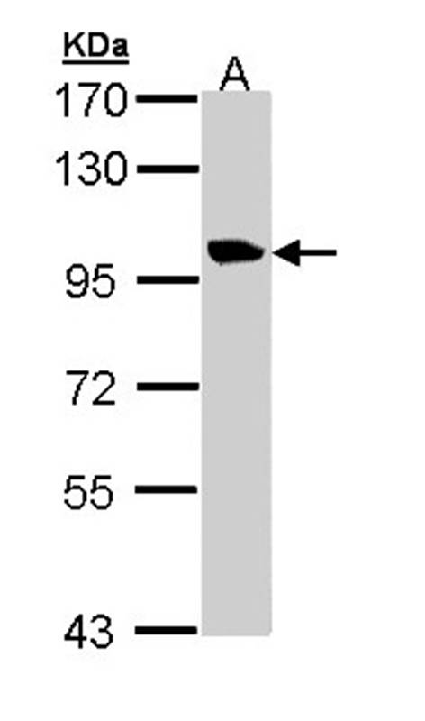 Sample (30 ug of whole cell lysate) A: H1299 7.5% SDS PAGE Primary antibody diluted at 1: 1000
