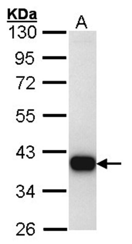 Sample (30 ug of whole cell lysate) A: Hep G2 10% SDS PAGE Primary antibody diluted at 1: 1000