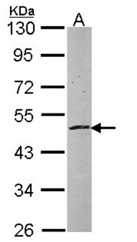 Sample (30 ug of whole cell lysate) A: NT2D1 10% SDS PAGE Primary antibody diluted at 1: 1000