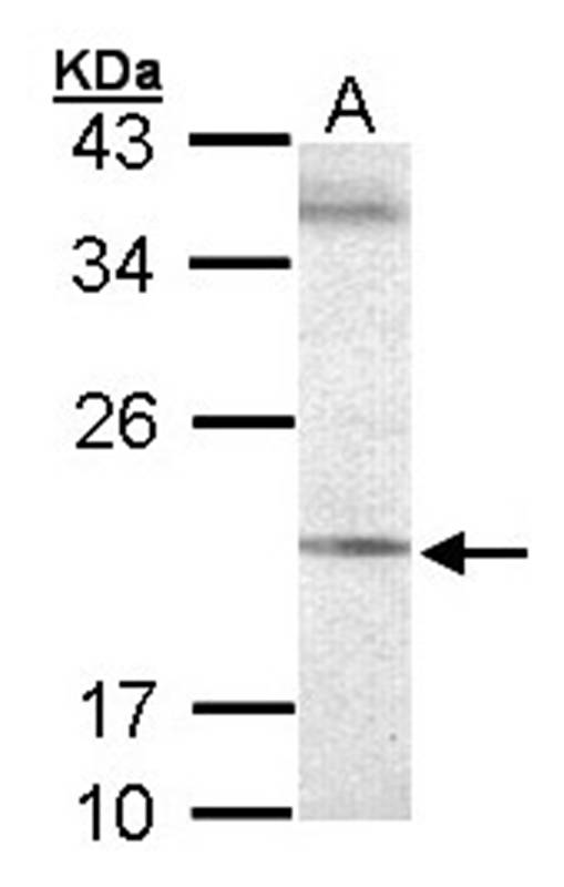 Sample (30 ug of whole cell lysate) A: 293T 12% SDS PAGE Primary antibody diluted at 1: 500
