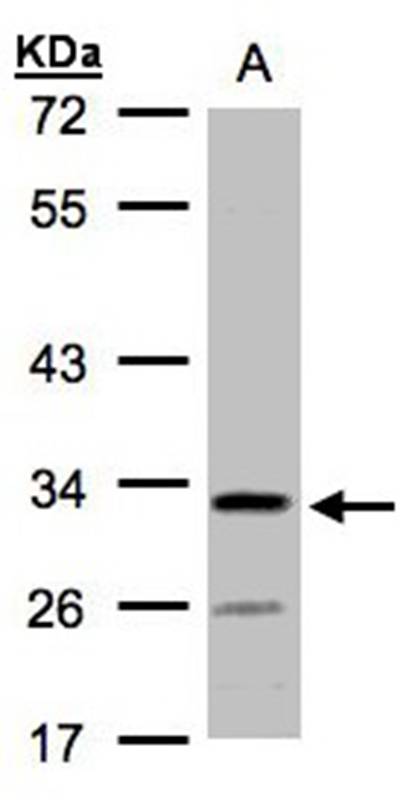 Sample(30 ug whole cell lysate)A: H129910% SDS PAGEPrimary antibody diluted at 1: 1000