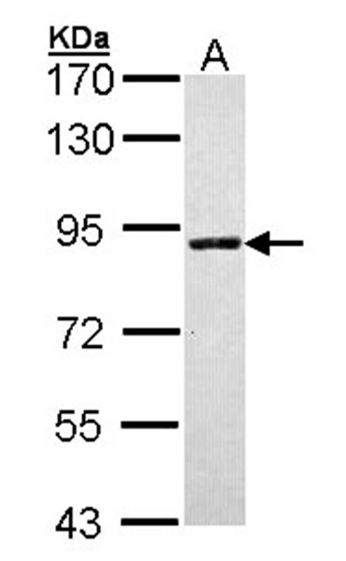 Sample (30 ug of whole cell lysate) A: Molt-4 7.5% SDS PAGE Primary antibody diluted at 1: 1000