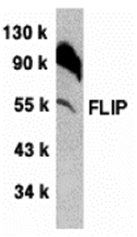Western blot analysis of FLIP in NIH/3T3 whole cell lysate with FLIP antibody at 1:500 dilution. 