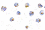 Immunocytochemistry of FLIP in 3T3 cells with FLIP antibody at 5 ug/mL.