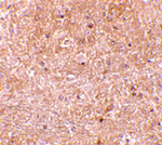 Immunohistochemistry of caspase-13 in mouse brain tissue with caspase-13 antibody at 10 ug/mL.