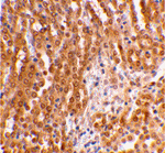 Immunohistochemical staining of mouse kidney using TIRP antibody at 2 ug/mL.