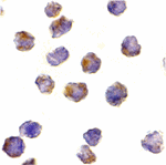 Immunocytochemistry of Raptor in L1210 cells with Raptor antibody at 10 ug/mL.