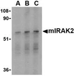 Western blot analysis of IRAK2 in RAW264.7 whole cell lysate with mIRAK2 antibody at (A) 0.5, (B) 1, and (C) 2 ug/mL. 