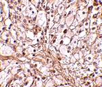Immunohistochemistry of TRIM30 in mouse ovary tissue with TRIM30 antibody at 10 ug/mL.