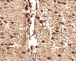 Immunohistochemistry of Rkhd1 in human small intestine tissue with Rkhd1 antibody at 2.5 ug/mL.