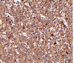 Immunohistochemistry of PIG-Y in human spleen tissue with PIG-Y antibody at 2.5 ug/mL.