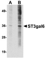 Western blot analysis of ST3gal6 in HeLa cell lysate with ST3gal6 antibody at (A) 1 and (B) 2 ug/mL.