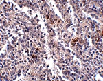 Immunohistochemistry of SYPL2 in human spleen tissue with SYPL2 antibody at 2.5 ug/mL.