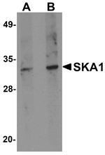 Western blot analysis of SKA1 in A549 cell lysate with SKA1 antibody at (A) 0.5 and (B) 1 ug/mL.