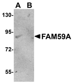 Western blot analysis of FAM59A in rat liver tissue lysate with FAM59A antibody at (A) 1 and (B) 2 ug/mL.