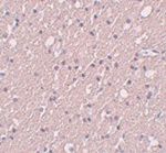 Immunohistochemistry of SIPA1L3 in human brain tissue with SIPA1L3 antibody at 5 ug/mL.
