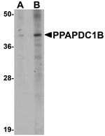 Western blot analysis of PPAPDC1B in EL4 cell lysate with PPAPDC1B antibody at (A) 1 and (B) 2 ug/mL.