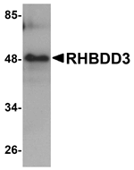 Western blot analysis of RHBDD3 in rat lung tissue lysate with RHBDD3 antibody at 1 ug/mL.