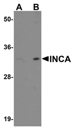 Western blot analysis of INCA1 in EL4 cell lysate with INCA1 antibody at (A) 1 and (B) 2 ug/mL.