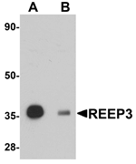 Western blot analysis of REEP3 in rat heart tissue lysate with REEP3 antibody at 1 ug/mL in (A) the absence and (B) the presence of blocking peptide.
