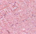 Immunohistochemistry of ADAMTSL5 in mouse skeletal muscle tissue with ADAMTSL5 antibody at 5 ug/mL.