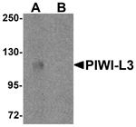 Western blot analysis of PIWI-L3 in 3T3 cell lysate with PIWI-L3 antibody at 1 ug/mL in (A) the absence and (B) the presence of blocking peptide.