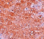 Immunohistochemistry of ZIP12 in mouse liver tissue with ZIP12 antibody at 2.5 ug/mL.