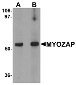 Western blot analysis of MYOZAP in rat kidney tissue lysate with MYOZAP antibody at (A) 1 and (B) 2 ug/mL.