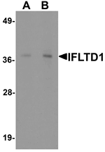 Western blot analysis of IFLTD1 in rat liver tissue lysate with IFLTD1 antibody at (A) 1 and (B) 2 ug/mL.