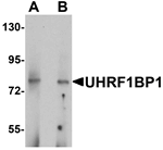 Western blot analysis of UHRF1BP1 in mouse kidney tissue lysate with UHRF1BP1 antibody at (A) 1 and (B) 2 ug/mL.