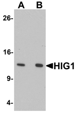 Western blot analysis of HIG1 in 293 cell lysate with HIG1 antibody at at (A) 0.5 and (B) 1 ug/mL.