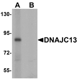 Western blot analysis of DNAJC13 in rat heart tissue lysate with DNAJC13 antibody at 1 ug/mL in (A) the absence and (B) the presence of blocking peptide.
