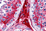 Immunohistochemistry of WDR35 in human testis tissue with WDR35 antibody at 5 ug/ml.