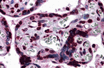 Immunohistochemistry of KPNA7 in human placenta tissue with KPNA7 antibody at 5 ug/ml.