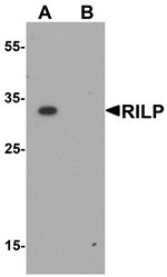 Western blot analysis of RILP in HeLa cell lysate with RILP antibody at 1 ug/mL in (A) the absence and (B) the presence of blocking peptide.