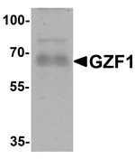 Western blot analysis of GZF1 in human heart tissue lysate with GZF1 antibody at 1 ug/ml.