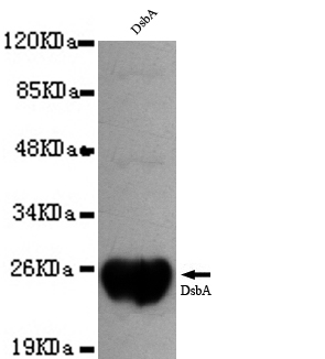1:1000 dilution of this antibody detected DsbA on 40ug of cell lysates