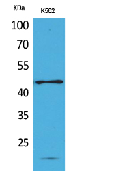 Western Blot analysis of K562 cells using CD241 Polyclonal Antibody