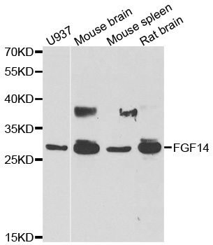 Western blot analysis of extracts of various cell lines, using FGF14 antibody.