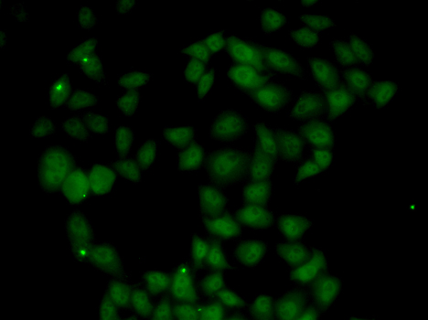Immunofluorescence analysis of U20S cell using FGF14 antibody.