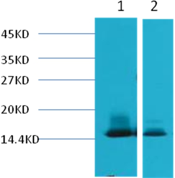 Western blot analysis of 1) Human Milk, 2) Milk, using #38041 diluted at 1:3,000.