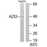Western blot analysis of extracts from HepG2 cells, using AZI2 antibody #34065.